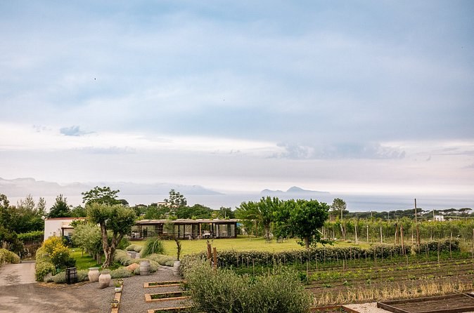 A replanted vineyard inside the walls at Pompeii with Mount Vesuvius beyond